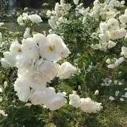 はな☺︎の画像