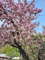 SAYURIの画像