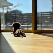 だっくすの画像