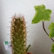 ぴって（プロフ必読お願いします）