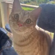 ねこ@即購入OK