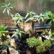 珍奇植物育成中の画像