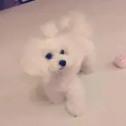 プリンの画像