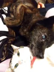 飛鳥の画像