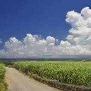 フウタの画像
