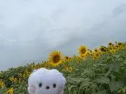 ピーチの画像