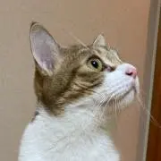 ねりからの画像