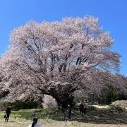 しゃりん