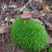 自然の先生の画像
