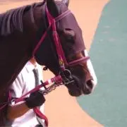 嶋の画像