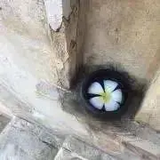 piiの画像