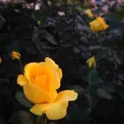 まる