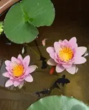 春❀24時間以内発送の画像