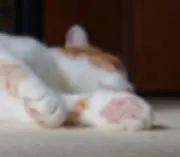 PYNG