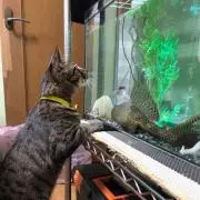 マリー様 V字 天然ダイヤモンドリング プラチナ900 バケット&ラウンド マリー様 V字 天然ダイヤモンドリング プラチナ900 バケット&ラウンド