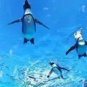 ムームー