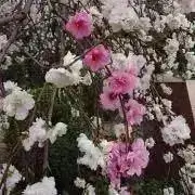 キラ