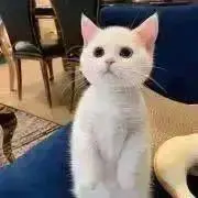 んちゃの画像
