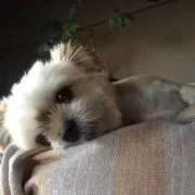 discoverygigi