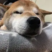 kotora2020の画像