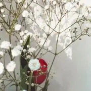 ✿