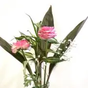 Vinelnの画像