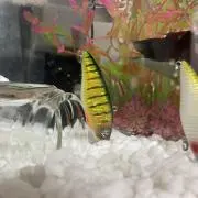 うぃー