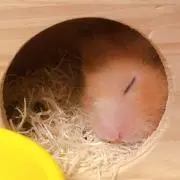 くまの画像