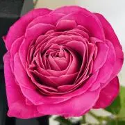 かめすけの画像