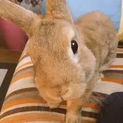 もみじ　プロフィール見てくださいの画像