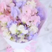 さくら