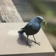 ぴーの画像