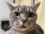 たかの画像