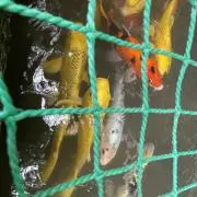 るり子の画像