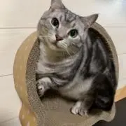 misaの画像