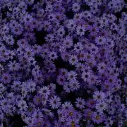ガリムキの画像