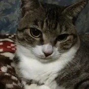 MEVIUS-64の画像