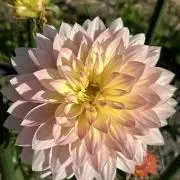 アヤイの画像