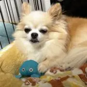 Aoの画像