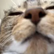 あーるの画像