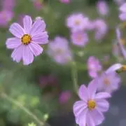 コスモス＊の画像