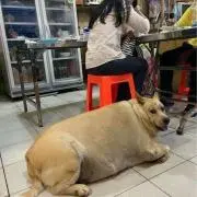 セクザーの画像