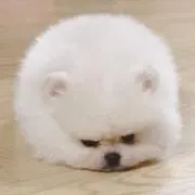 犬