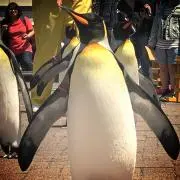 きーさんの画像