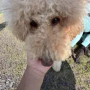 へふふの画像