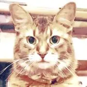 るでぃの画像