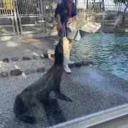 かえこの画像