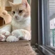 ゆの画像