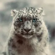 MJANEの画像