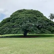 katatsuの画像